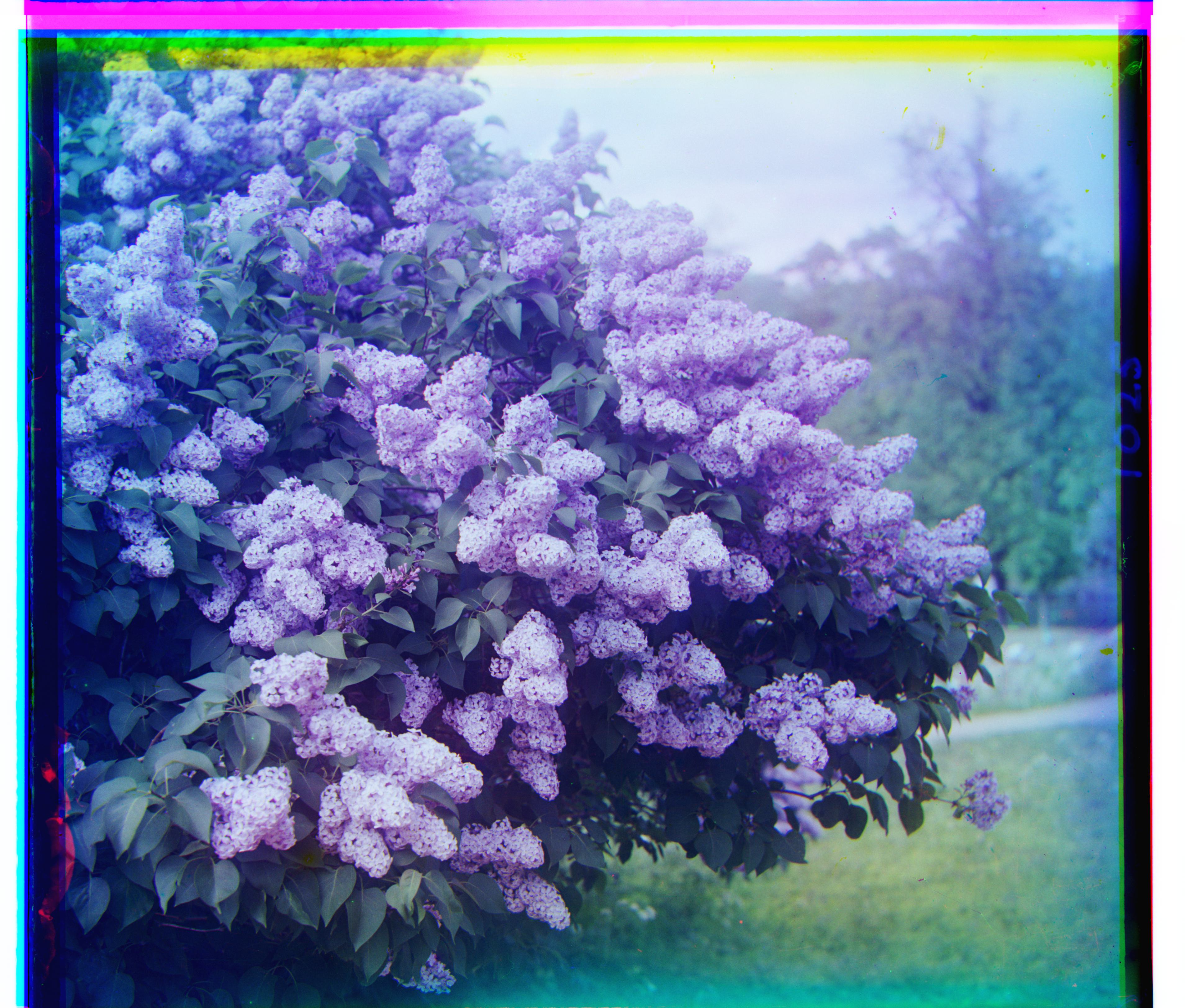 siren — pyramid result